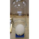 An ostrich egg and a glass medical vacuum dome dome height 46cm