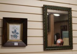 A Victorian rosewood framed botanical watercolour and a green and gilt framed wall mirror mirror W.