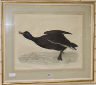 P.J. Selby, three coloured engravings, 'Black Scoter Male', 'Hooded Crow' and 'Rook', 18 x 22.5in.