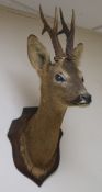 Two taxidermic mounted deer heads