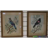 H. Pedrozo, two watercolour and feather pictures of 'Redwing Blackbird' and 'Bulier Jay', 16 x