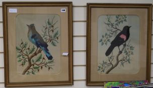 H. Pedrozo, two watercolour and feather pictures of 'Redwing Blackbird' and 'Bulier Jay', 16 x