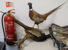 A pair of taxidermic pheasants