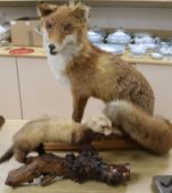 A taxidermic fox and a polecat