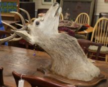 A taxidermic stag's head