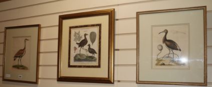 After George Edwards, three 18th century coloured engravings of birds, largest 11 x 8in.