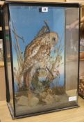 A taxidermic owl, in a glass case overall 60 x 41cm