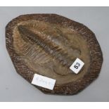 A fossil Trilobite length 26cm