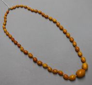 A single strand graduated oval amber bead necklace, gross weight 60 grams, 77cm.