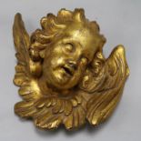 A cast gilt plaster head of a winged amorini length 36cm
