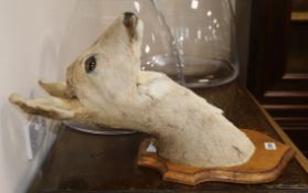 A taxidermic hinds head