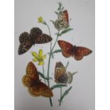 Humphreys and Westwood - two books on Moths and one of Butterflies