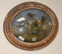 A Victorian display of taxidermic Birds of Paradise, in an oval frame length 53cm