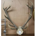 A set of antlers height 75cm