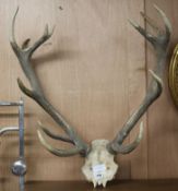 A set of antlers height 75cm