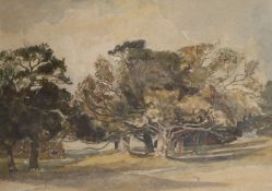 Claude Muncaster (1903-1974)watercolour and black chalkTrees at Bignor Park, Sussexinscribed and
