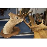 A taxidermic stags head height approximately 103cm