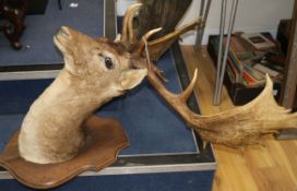 A taxidermic stags head height approximately 103cm