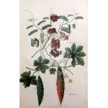 Indian School c.1840set of 4 watercolours heightened with gum arabicPauvacaw and Coondoomunny;