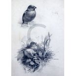Archibald Thorburn (1860-1935pencil drawingStudy of Hawfinchesunsigned13 x 9in.