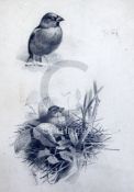 Archibald Thorburn (1860-1935pencil drawingStudy of Hawfinchesunsigned13 x 9in.