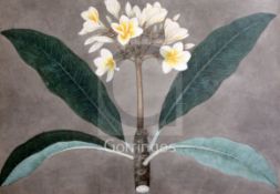18th / 19th century Colonial Schoolwatercolour and gouacheStudy of an exotic flower14 x 21in.