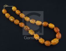 A single strand graduated ovoid amber bead necklace, gross weight 53 grams, 38cm.