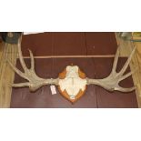 A pair of mounted moose antlers