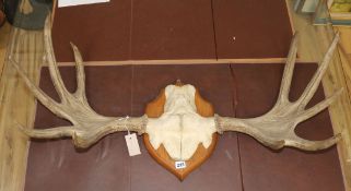 A pair of mounted moose antlers