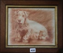Harold Owen, sepia chalk, portrait of a terrier, signed and dated 1929, 22 x 27cm