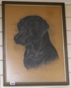 Marjorie Cox, pastel, portrait of a black Labrador "Sam", signed and dated 1984, 54 x 40cm