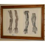 Taylor & Walton, two hand coloured engravings of hands, maple framed 45 x 28cm, framed as one