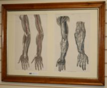 Taylor & Walton, two hand coloured engravings of hands, maple framed 45 x 28cm, framed as one