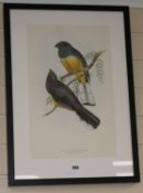 Hullmandel after Gould, coloured lithograph, Lemon Breasted Trogon, 45 x 28cm