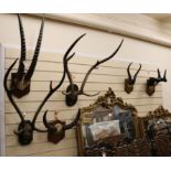 Six sets of mounted antlers