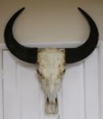 A bison skull and horns