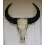 A bison skull and horns