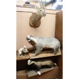 Two taxidermic badgers and a mounted deers head