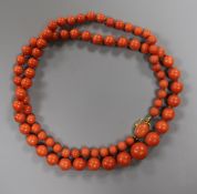 A single strand graduated coral bead necklace, with yellow metal clasp, gross weight 53 grams,