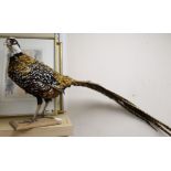 A taxidermic pheasant