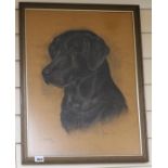 Marjorie Cox, pastel, portrait of a black Labrador "Sam", signed and dated 1984, 54 x 40cm