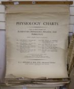 A collection of physiology charts