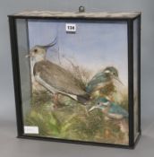 Two cased taxidermic kingfishers and another bird