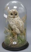 A taxidermic owl, under dome on stand overall height 45c,