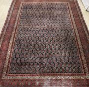 A small South West Persian Boteh red and blue ground carpet 305 x 217cm