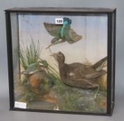 Two cased taxidermic kingfishers and a plover