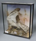 A cased taxidermic Sparrowhawk