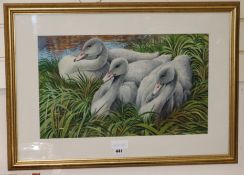 David Binns, watercolour, swans on a riverbank, signed and dated '74, 31 x 52cm