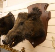 A mounted taxidermic boar's head