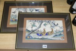 19th century Chinese School, pair of gouache on pith paper, studies of birds and flowers, 17 x